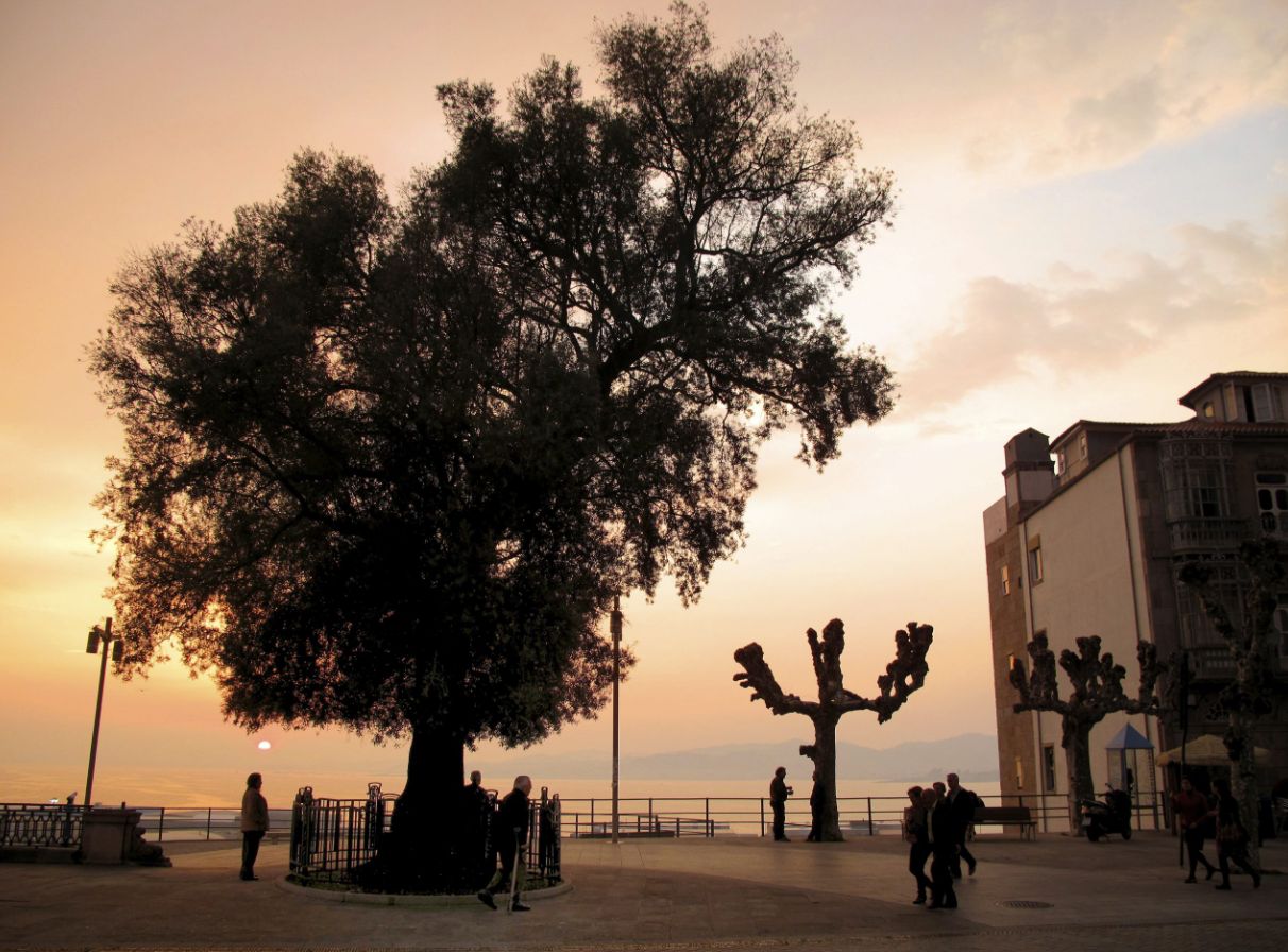 Paseo de Alfonso XII y el olivo centenario